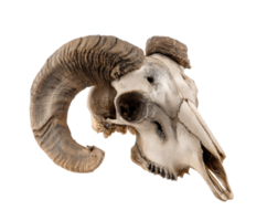 Unique ram skull with impressive horns for decorative display purpose png