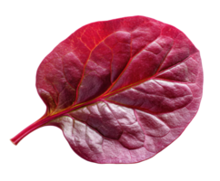Fresh red leaf for culinary dishes or botanical study png