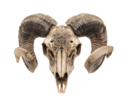 Elegant ram skull with intricate carvings for decorative display png