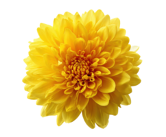 Bright yellow chrysanthemum flower with layered petals for design png