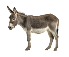 Domestic donkey standing on ground in natural pose for display png