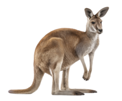 Kangaroo standing in a natural pose showcasing its unique features png