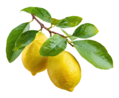 Fresh lemons on a branch with vibrant green leaves for culinary use png