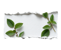 Torn-edge textured paper with natural green leaves design png