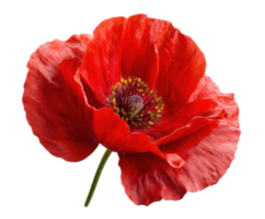 Close-up of a bright red poppy with vibrant petals png