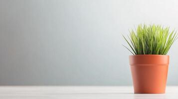 Minimalist indoor scene with a single potted grass plant on a clean white surface against a soft gradient light gray background for modern decor or plant display photo