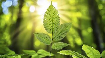 Lush Green Leaf Backlit by Sunlight in a Forest photo