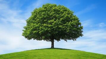 a lone tree on a hill with blue sky in the background photo