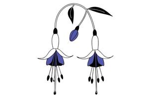Fuchsia blooms suspended like tiny pendants with leathery leaves suitable for floral decoration graphics garden scene illustrations or spring themed visuals vector