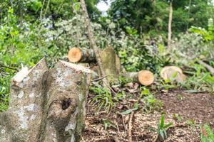 Cut tree trunks and stumps litter the ground in a forest clearing, signs of recent logging. photo