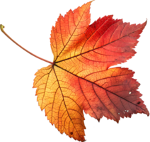 Symmetrical Red and Orange Maple Leaf, Realistic Autumn Design on Transparent Background png