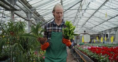 A young man of European appearance in an apron walks down the aisle between tables lined with a variety of flowers in pots. The florist has selected several specimens of plants and examines photo