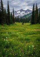 Vibrant Wildflower Meadow with Mountain View photo