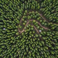 Aerial View of a Winding Path Through a Lush Green Forest Plantation photo