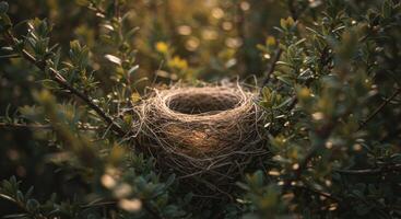 Empty Bird Nest in Green Bush at Sunset photo