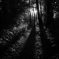 Sunlit Forest Path in Black and White photo