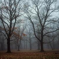 Misty Winter Forest Scene with Bare Trees and Fallen Leaves photo
