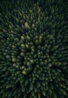 Aerial View of Dense Evergreen Forest photo
