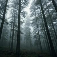 Moody Foggy Forest with Tall Trees photo