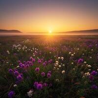 Sunrise over a Foggy Field of Purple and White Flowers photo
