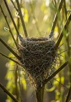 Small Bird Nest in Spring Sunlight photo