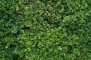 Close up view of lush green leaves forming natural wall or hedge texture. Dense foliage creates detailed background pattern in vibrant color suitable for backdrop photo