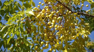 Close up round yellow berries seeds of White Cedar also known as Cape Lilac deciduous tree, Melia azedarach grows naturally across Queensland and northern New South Wales, planted as an ornamental photo