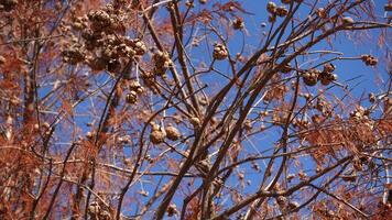 Red brown and rounded cones of Taxodium distichum secrest growing deciduous, photo