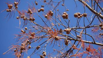 Red brown and rounded cones of Taxodium distichum secrest growing deciduous, ornamental tree the leaf turn red in Australia winter season, image against blue sky background photo