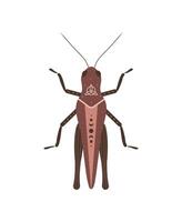Boho grasshopper. Insect with celestial elements. Witch and magic symbol. Abstract hand drawn illustration in bohemian style vector