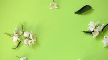 Fragrant jasmine buds with green backing and texture video
