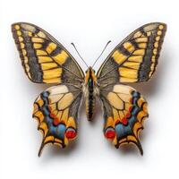 A striking yellow and black butterfly with intricate red and blue accents on its wings, set against a white background. photo