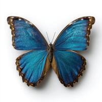 A stunning blue butterfly with vivid iridescent wings and delicate brown edging, displayed on a clean white background. photo