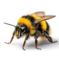 Close-up of a fuzzy bumblebee with striking black and yellow stripes, captured in sharp detail on a white background. photo