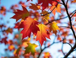 Vibrant red and orange maple leaves autumn colors photo