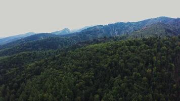 Vertical panning from a drone, a view of mountain valley overgrown with a dense spruce forest. Mountain peaks, mountainous area from a bird's eye view photo