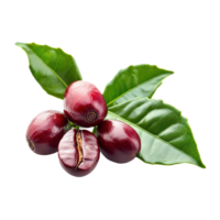 Fresh ripe coffee cherries with green leaves on a clean Transparent background showcasing their vibrant color and texture, ripe coffee with leaf on background png