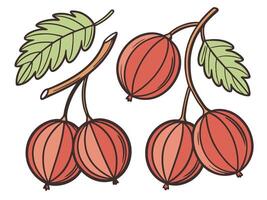 illustration of ripe gooseberries on branches with green leaves in a simple style vector