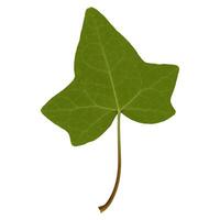 ivy hedera leaf bottom side isolated over white photo