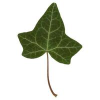 ivy hedera leaf top side isolated over white photo