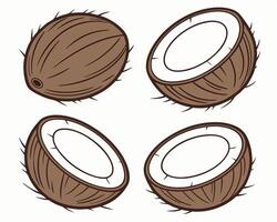An illustration of whole coconut and coconut halves isolated on white background vector