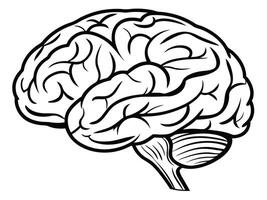 Illustrated anatomical depiction of a human brain showing cerebral cortex and cerebellum in black outlines vector