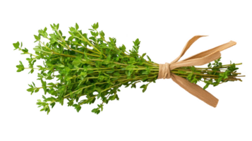 A Fresh Green Thyme Sprig Tied with Twine on Transparent Background png