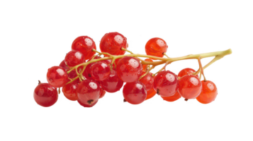 Red Currants on Branch Isolated Shiny Berries on Transparent Background png