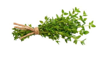 Fresh Green Thyme Sprig Tied with Twine on Transparent Background png