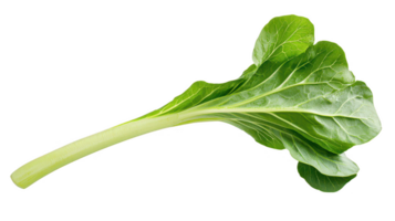 Vibrant Green Mustard Leaf with Pale Stem on Transparent Background png