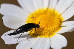 Black insect collecting pollen from a bright yellow center of a white daisy flower in a natural setting during daylight photo