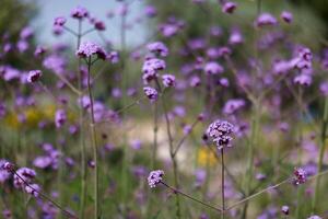 Beautiful purple flowers bloom in a vibrant garden during springtime, showcasing nature's colors and tranquility photo