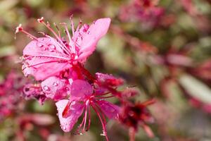 Bright pink flowers glisten with droplets of water in a vibrant garden setting during early morning hours photo