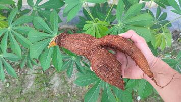 Manihot esculenta in the hands of an Asian farmer with a background of green cassava leaves with multiple branches photo
